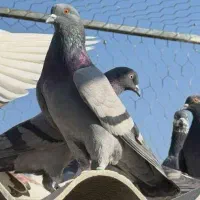 فروش کبوتر