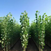 درآمد میلیاردی با فروش و کاشت نهال صنوبر نیگرا|خدمات باغبانی و درختکاری|مریوان, |دیوار