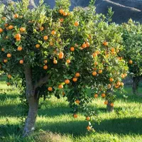نهال پرتقال و نارنگی، لیمو، نارنج،بکرایی وگریپفروت|خدمات باغبانی و درختکاری|شیراز, دکتر حسابی|دیوار
