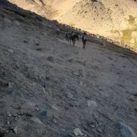 اسب خوب باری بدون هیچ مشکلی|اسب و تجهیزات اسب‌سواری|همدان, |دیوار