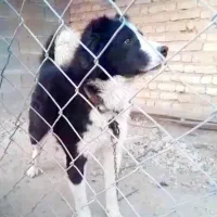 واگذار سگ شهر کردی دوساله عتیقه