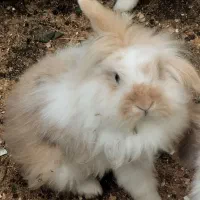 خرگوش لوپ اصیل|موش و خرگوش|آمل, |دیوار