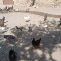 جوجه‌مرغ‌۵ماهه|حیوانات مزرعه|گلبهار, نوبهار|دیوار