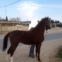 فروشی قیمت توافقی|اسب و تجهیزات اسب‌سواری|شیراز, حومه شیراز|دیوار