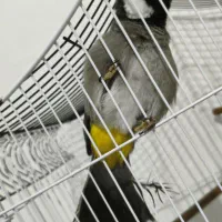 سهره باغی نر مست خون