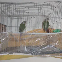 گرینچیک جفت