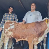 نژادهای گوساله سیمینتال