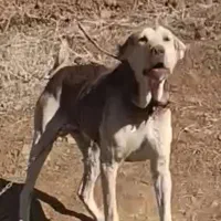 سگ پژدر گمشده