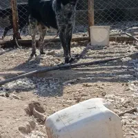 واگذاری سگ نگهبان گله ای همه چی تموم|سگ|پیر بکران, |دیوار