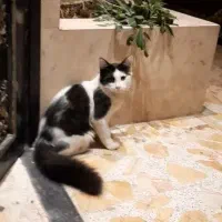 وگذاری رایگان بچه گربه
