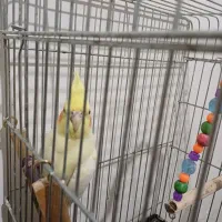 سلام یه عدد  عروس  هلندی به فروش میرسد