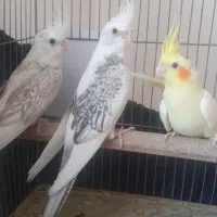 عروس هلندی جوجه