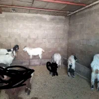 حیوانات مزرعه