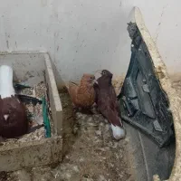 اشعل،دم سفید