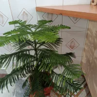 کاج مطبق|گل و گیاه طبیعی|دهگلان, |دیوار