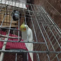 عروس هلندی|پرنده|پاکدشت, حصار امیر|دیوار