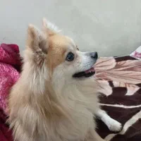 سگ پامر|سگ|کرمان, |دیوار