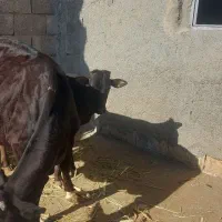 گاو وگوساله نر|حیوانات مزرعه|کرمانشاه, |دیوار