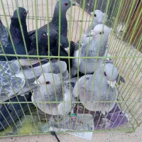 12تا گوک برای فروش آدرس فهرج