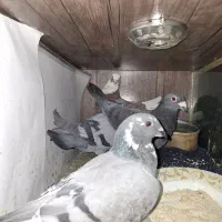 یک جفت پلاکی و یک ماده پلاکی