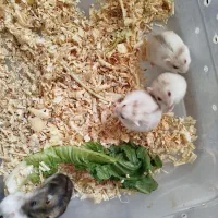 همستر زیبا وبازیگوش