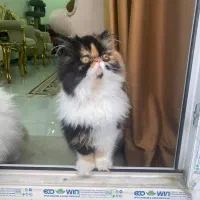 پرشین اگزوتیک