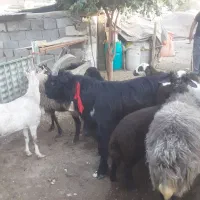 یه راس چپش روزگاری برای عشقبازان تخفیف پای معامله|حیوانات مزرعه|نجف‌آباد, گلدشت|دیوار