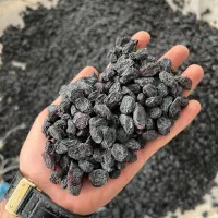 مویز افغان درجه ۱