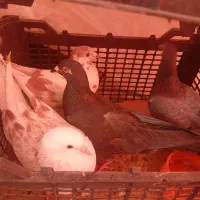 کفتر دیوانه پرشی