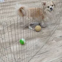 پارک فلزی و سینی دستشویی نو سگ خونگی