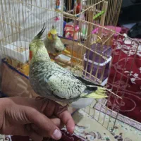 طوطی عروس هلندی بچ|پرنده|مریوان, |دیوار