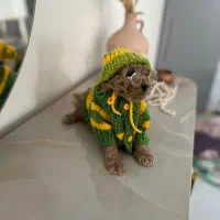 تاینی پودل|سگ|محمدشهر, محمدشهر|دیوار