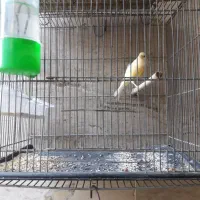 قناری نر بخون|پرنده|بندر ماهشهر, |دیوار