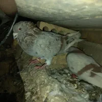 کبوتر رنگی