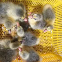 جوجه غاز محلی|حیوانات مزرعه|قائمشهر, |دیوار