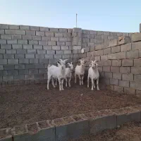 بزغاله نر سانن