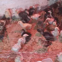 دستگاه جوجه کشی ۲۱۰تایی ققنوس|لوازم جانبی حیوانات|تهران, مسگرآباد|دیوار
