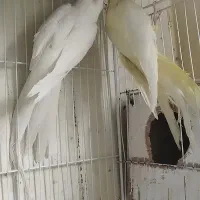 جفت عروس هلندی چشم شرابی|پرنده|مشهد, هدایت|دیوار