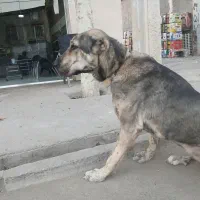 واگذاری سگ|سگ|مشهد, نوید|دیوار