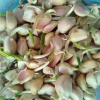فروش سیر محلی|عمده‌فروشی|رودسر, |دیوار