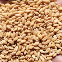 گندم بذری کوهدشت
