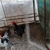 خروس گلین|پرنده|بجنورد, |دیوار
