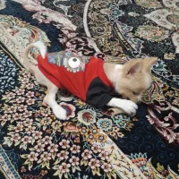 پامر روباهی|سگ|برخوار, |دیوار