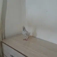 کبوتر|پرنده|اسفراین, |دیوار