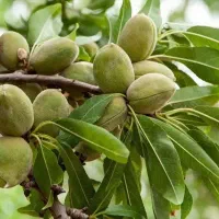 توزیع و فروش نهال بادام منقا|خدمات باغبانی و درختکاری|زاگرس, |دیوار