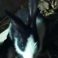 خرگوش