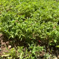 نشا گوجه|گل و گیاه طبیعی|مهدی شهر, |دیوار