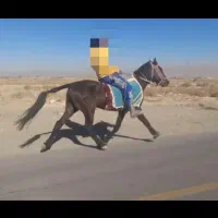 اسبهای یورقه با گوسفند یا بز معاوضه میکنم|اسب و تجهیزات اسبسواری|مشهد, دانشجو|دیوار