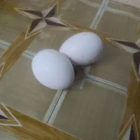 تخم نطفه دار لهستانی