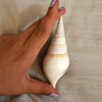 صدف مارپیچ تایلندی